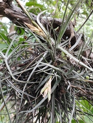 Tillandsia schiedeana