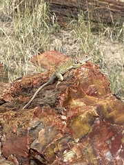 Crotaphytus collaris