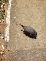 Numida meleagris domesticus