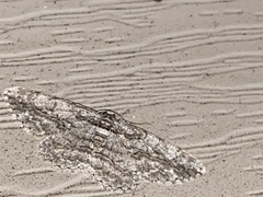 Ectropis crepuscularia