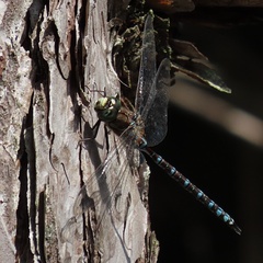 Aeshna canadensis