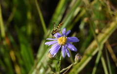 Sphaerophoria philanthus