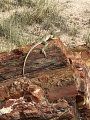 Crotaphytus collaris