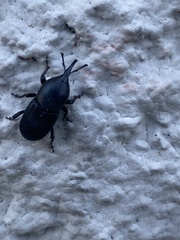 Scyphophorus acupunctatus