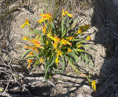 Anigozanthos humilis