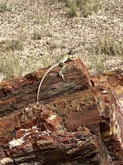 Crotaphytus collaris