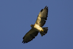 Buteo brachyurus