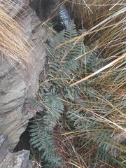 Polystichum vestitum