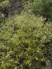 Hypericum prolificum