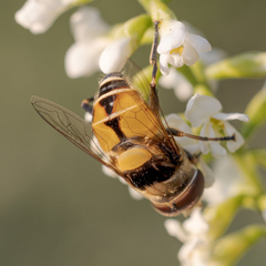 Palpada pusilla