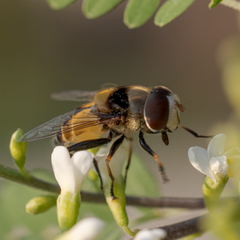 Palpada pusilla