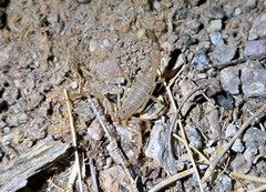 Paravaejovis confusus