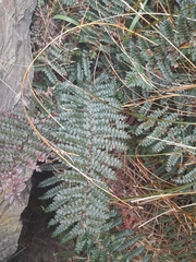 Polystichum vestitum