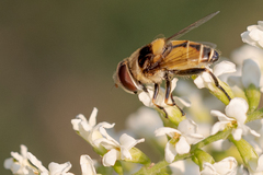 Palpada pusilla