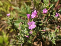Epilobium densiflorum