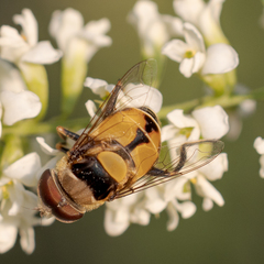 Palpada pusilla