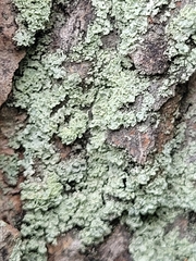 Parmeliopsis ambigua