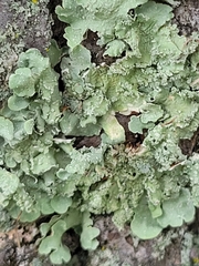 Flavopunctelia flaventior