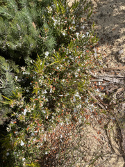 Astroloma xerophyllum