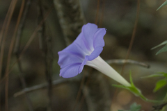 Ipomoea lindheimeri