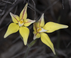 Caladenia flava flava