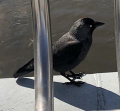 Corvus monedula