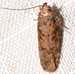 Chionodes thoraceochrella