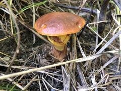 Suillus clintonianus