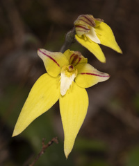 Caladenia flava flava