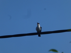 Todiramphus macleayii