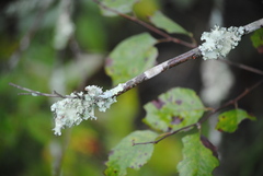 Parmotrema hypotropum