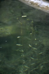 Potamogeton gramineus