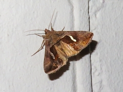 Macdunnoughia confusa