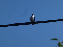 Todiramphus macleayii