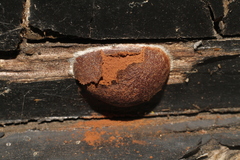 Reticularia