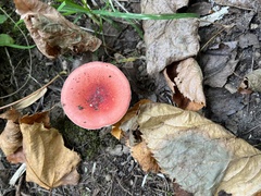Russula rosacea