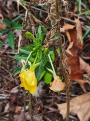 Oenothera parviflora