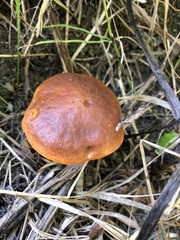 Suillus clintonianus