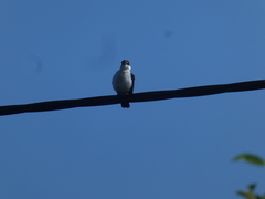 Todiramphus macleayii