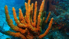 Ptilocaulis walpersii