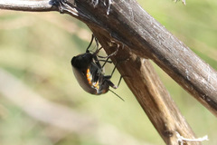 Hippomelas sphenicus