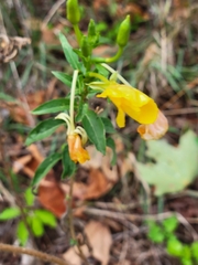 Oenothera parviflora