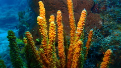 Ptilocaulis walpersii