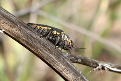 Hippomelas sphenicus