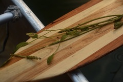 Potamogeton gramineus