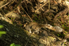 Sciurus alleni