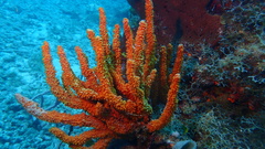 Ptilocaulis walpersii