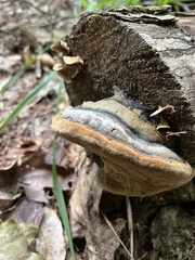 Phellinus igniarius