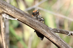 Hippomelas sphenicus