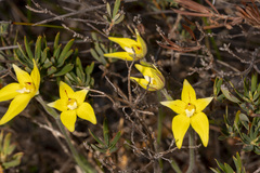 Caladenia flava flava